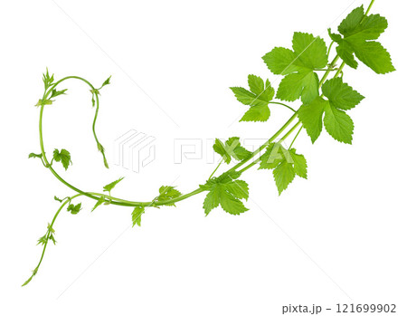 Fresh green hops branch, isolated on a white background. Hop cones with leaf. Organic Hop Flowers. Close up. Brewery Fresh green hops branch, isolated on a white background. Hop cones with leaf. Organic Hop Flowers. Close up. Brewery 121699902