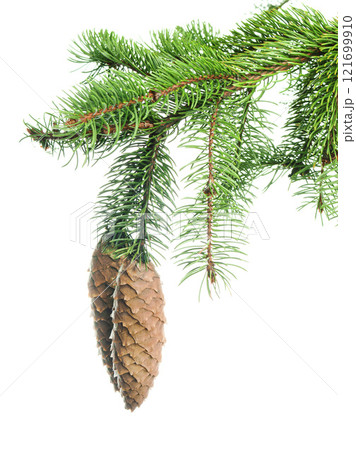 christmas  pine tree branch, xmas holiday evergreen fir or spruce decoration. Web banner template. 121699910