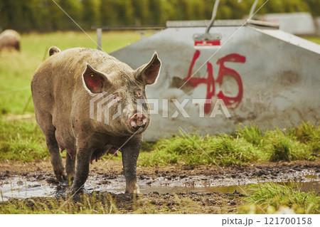 Eco pig farm in the field in Denmark 121700158