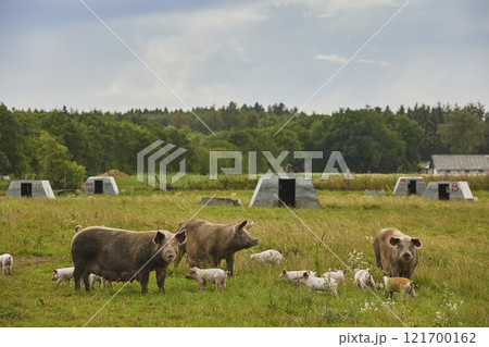Eco pig farm in the field in Denmark Eco pig farm in the field in Denmark 121700162