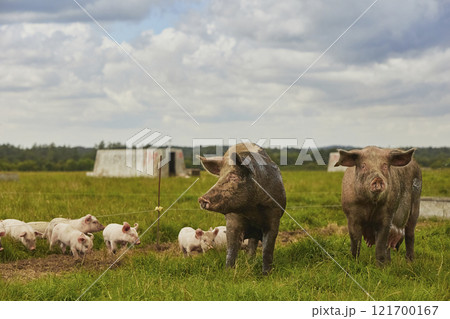 Eco pig farm in the field in Denmark 121700167