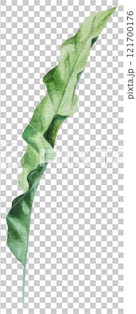 Watercolor tropical green leaf isolated illustration, exotic wedding element 121700176