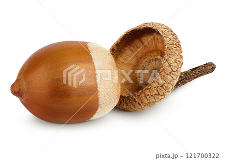 Brown acorn oak nut isolated on white background 121700322