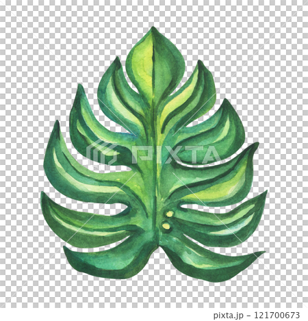 Monstera, a tropical leaf hand-drawn in watercolor highlighted on a white background. Isolated illustration for postcards, textiles, and prints. Monstera, a tropical leaf hand-drawn in watercolor highlighted on a white background. Isolated illustration for postcards, textiles, and prints. 121700673