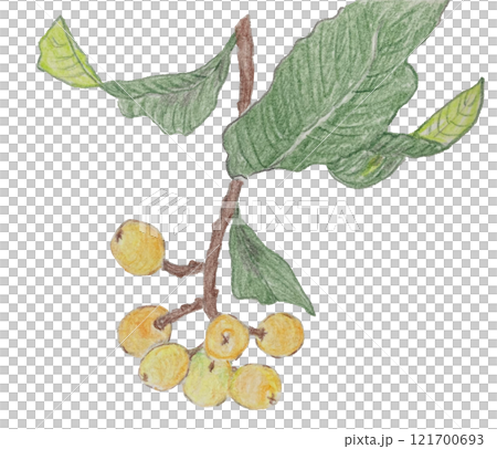 Colored pencil illustration of loquat leaves 121700693