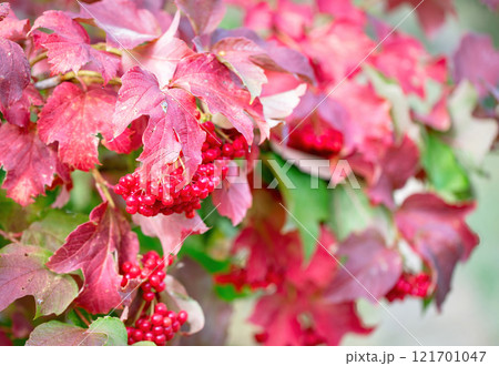 Vivid red berries nestled among colorful autumn leaves in a serene setting 121701047