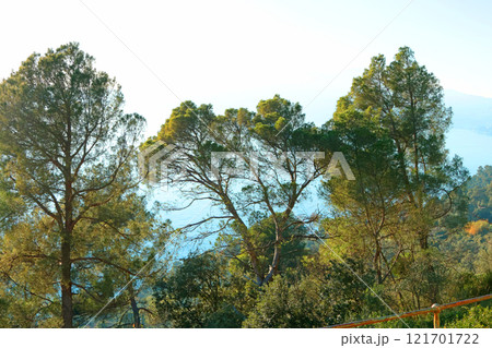Tops of pine trees on mountain against blue sky in Mediterranean, Italy. Liguria region and nature. Background for design.  121701722