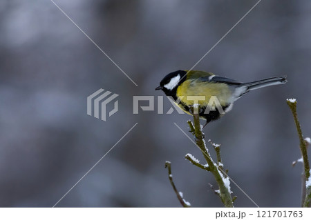Parus major and Eurasian blue tit - Cyanistes caeruleus, Snowy winter day in garden Parus major and Eurasian blue tit - Cyanistes caeruleus, Snowy winter day in garden 121701763