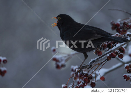 A male Common Blackbird (Turdus merula) also called Eurasian Blackbird or simply Blackbird. 121701764