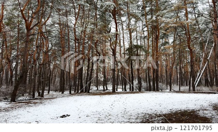 View on snowbound lawn at pine woodland at winter day. Snow-covered branches of coniferous trees at wild forest. Beautiful nature landscape at background. Tranquil and idyllic scene concept 121701795