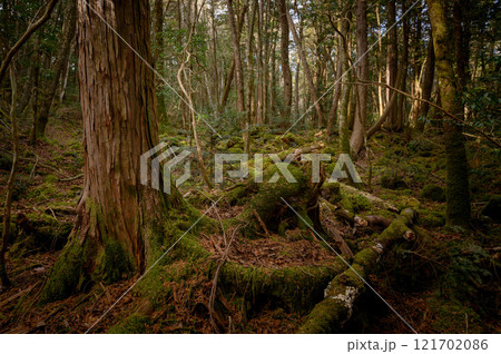 薄暗い森の中・富士山麓の青木ヶ原樹海 薄暗い森の中・富士山麓の青木ヶ原樹海 121702086