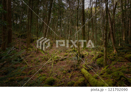 薄暗い森の中・富士山麓の青木ヶ原樹海 薄暗い森の中・富士山麓の青木ヶ原樹海 121702090