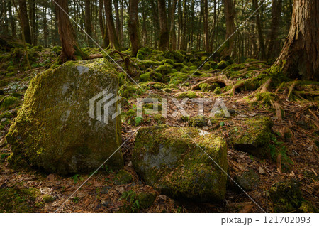 薄暗い森の中・富士山麓の青木ヶ原樹海 薄暗い森の中・富士山麓の青木ヶ原樹海 121702093