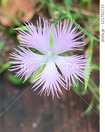 ナデシコ 121702115