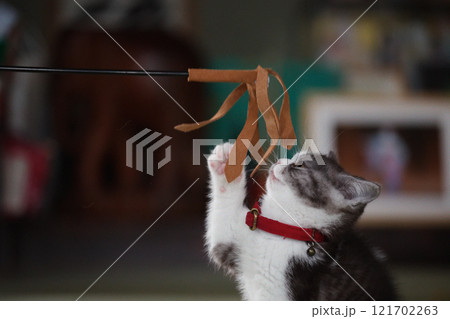 猫じゃらしで遊ぶ子猫 猫じゃらしで遊ぶ子猫 121702263