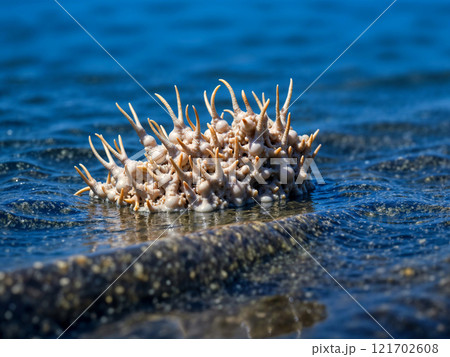 A large, white, spiky plant is floating in the ocean 121702608