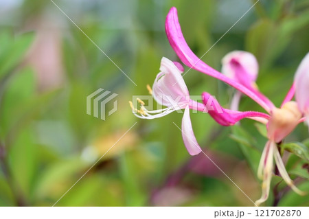 スイカズラの花 スイカズラの花 121702870