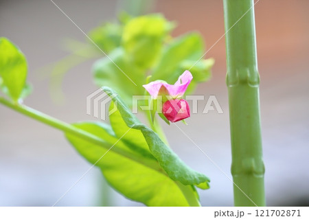エンドウの花 エンドウの花 121702871
