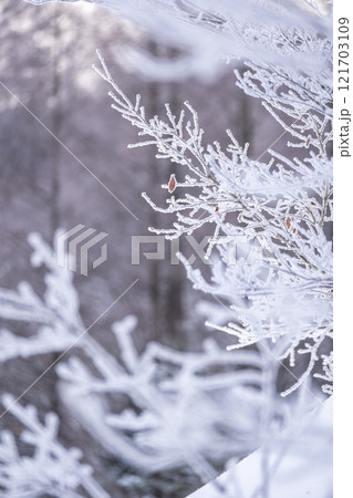 放射冷却で森に降りた霜(恩原高原周辺) 放射冷却で森に降りた霜(恩原高原周辺) 121703109