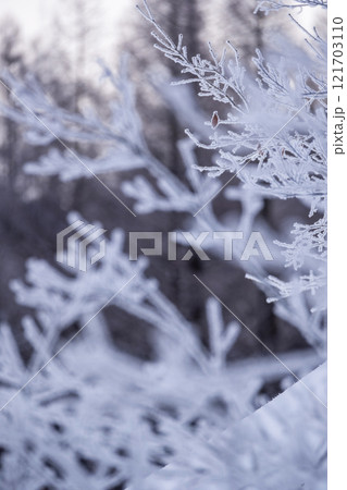 放射冷却で森に降りた霜(恩原高原周辺) 放射冷却で森に降りた霜(恩原高原周辺) 121703110