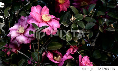 椿の花 121703113