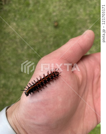 手乗り幼虫 121703171