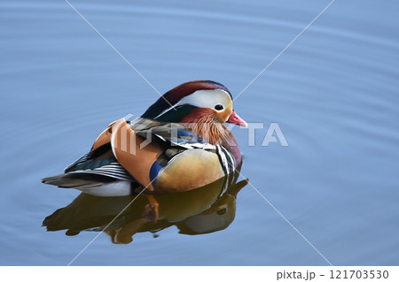 静かな水面に浮かぶオシドリ 121703530