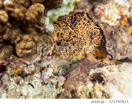 妖しく美しい大きなテヅルモヅル（ヒトデ科）。 触手がうねうね動く。伊豆半島賀茂郡南伊豆町中木ヒリゾ浜 121703621