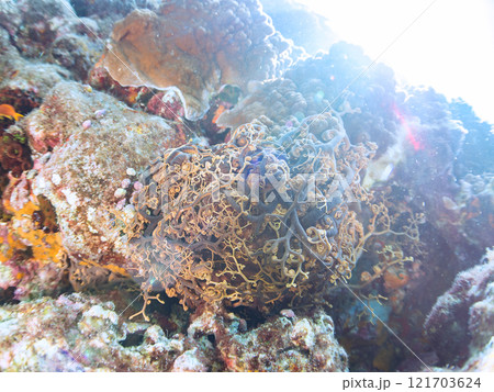 妖しく美しい大きなテヅルモヅル（ヒトデ科）。 触手がうねうね動く。伊豆半島賀茂郡南伊豆町中木ヒリゾ浜 121703624