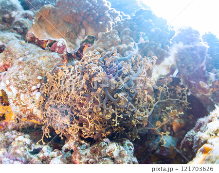 妖しく美しい大きなテヅルモヅル（ヒトデ科）。 触手がうねうね動く。伊豆半島賀茂郡南伊豆町中木ヒリゾ浜 121703626