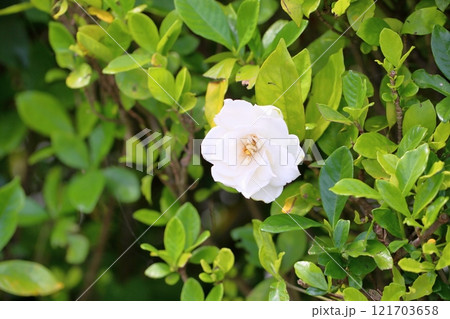 可愛い　クチナシの花 121703658