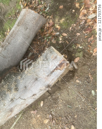 木の伐採 121703756