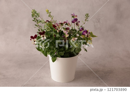 ビオラの寄せ植え ビオラの寄せ植え 121703890