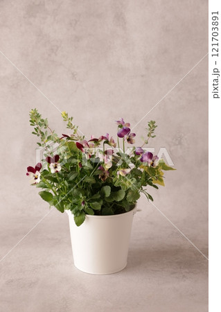 ビオラの寄せ植え 121703891