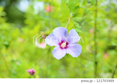 爽やか　ムクゲの花 121703989