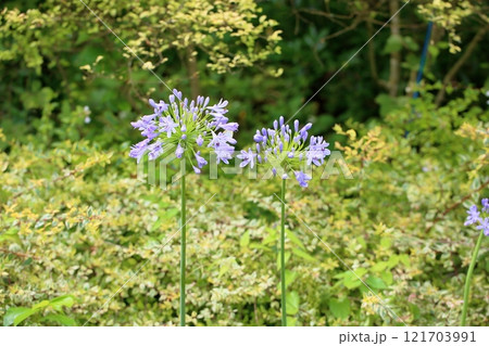 爽やか　アガパンサスの花 121703991
