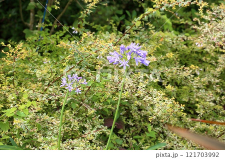 爽やか　アガパンサスの花 121703992