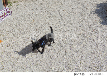 何もない砂の上を歩く犬 何もない砂の上を歩く犬 121704000