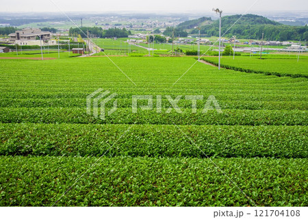山麓の広大な茶畑《すいざわ茶・伊勢茶・四日市市水沢町》 山麓の広大な茶畑《すいざわ茶・伊勢茶・四日市市水沢町》 121704108