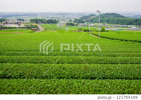 山麓の広大な茶畑《すいざわ茶・伊勢茶・四日市市水沢町》 山麓の広大な茶畑《すいざわ茶・伊勢茶・四日市市水沢町》 121704109