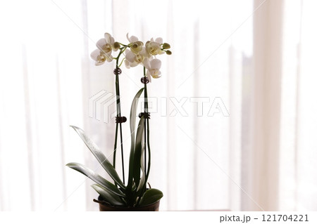 白い胡蝶蘭 121704221