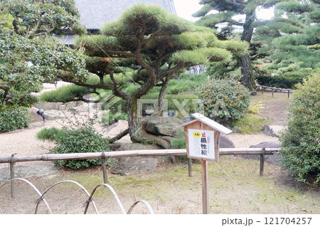披雲閣庭園にあるど根性松 121704257