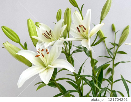 Elegant White Lilies with Buds Displaying Graceful Blooms Against Neutral Background Elegant White Lilies with Buds Displaying Graceful Blooms Against Neutral Background 121704291