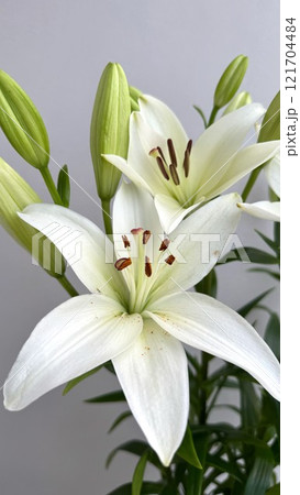 Delicate White Lily Blossoms With Buds on a Neutral Background Delicate White Lily Blossoms With Buds on a Neutral Background 121704484