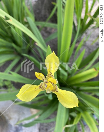 Yellow iris flower in the garden, closeup of photo. Yellow iris flower in the garden, closeup of photo. 121704488