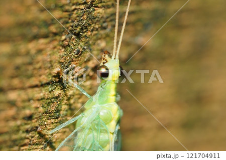 冬のオカマダラクサカゲロウ 121704911