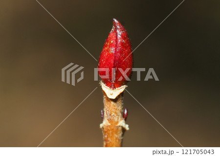 アジサイの葉痕と冬芽 アジサイの葉痕と冬芽 121705043