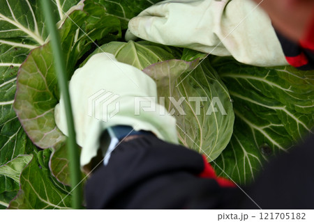 キャベツの収穫 121705182