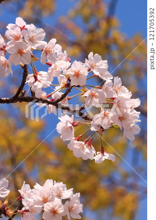 満開の桜 満開の桜 121705392