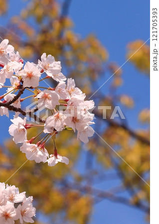 満開の桜 121705393